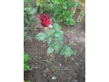 20130726_115002.jpg