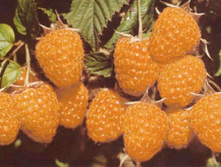 55�
