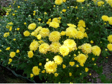 S73R5990.JPG