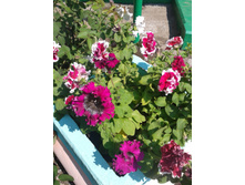 ����-0022.jpg