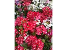 ����-0034.jpg