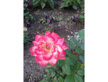����-0059.jpg