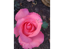 ����-0061.jpg