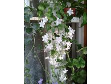 ����-0038.jpg