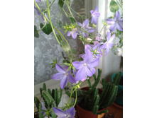 ����-0039.jpg
