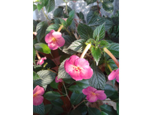 ����-0040.jpg