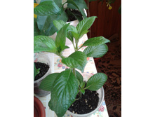 ����-0042.jpg