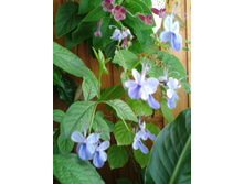 ����-0044.jpg