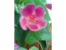 ����-0046.jpg