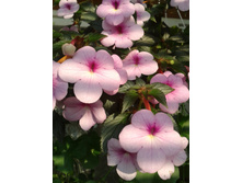 ����-0047.jpg