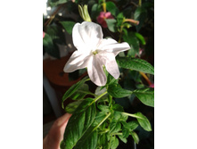����-0056.jpg