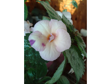 ����-0051.jpg
