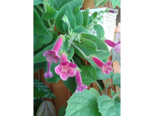 ����-0043.jpg