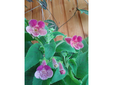 ����-0045.jpg
