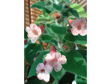 ����-0054.jpg