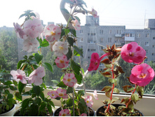 SDC13327.JPG