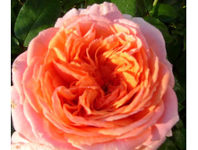 S73R5905.JPG