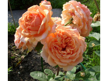 S73R5914.JPG