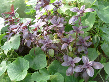 S73R5919.JPG