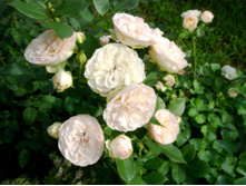 S73R5921.JPG