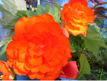 S73R5924.JPG