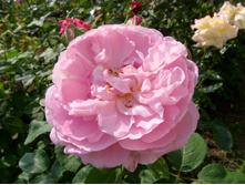 S73R5925.JPG