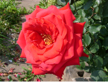 S73R5928.JPG