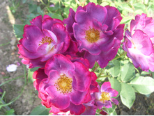 S73R5932.JPG