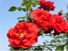S73R5936.JPG