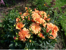 S73R5945.JPG