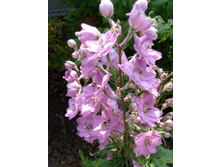 S73R5951.JPG