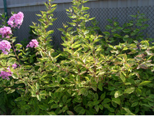 S73R5952.JPG