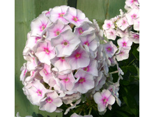 S73R5973.JPG