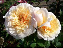 S73R5991.JPG