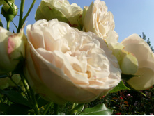 S73R5992.JPG