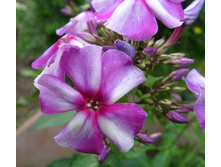 S73R6007.JPG
