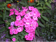 SDC15815.JPG