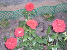 SDC15816.JPG
