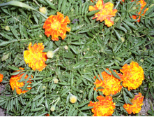 SDC15822.JPG