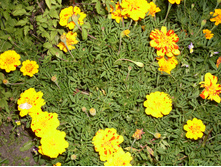 SDC15823.JPG