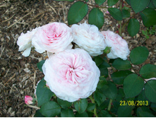 100_6575.JPG