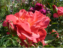 S73R6014.JPG
