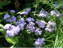 S73R6025.JPG