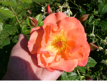 S73R6030.JPG