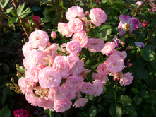 S73R6037.JPG