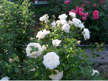 S73R6040.JPG