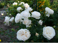 S73R6053.JPG