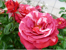 S73R6056.JPG