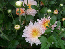 S73R6068.JPG
