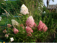 S73R6083.JPG